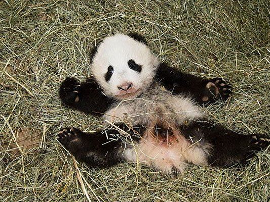 Der niedliche Panda-Bub hat nun einen Namen erhalten Der niedliche Panda-Bub hat nun einen Namen erhalten