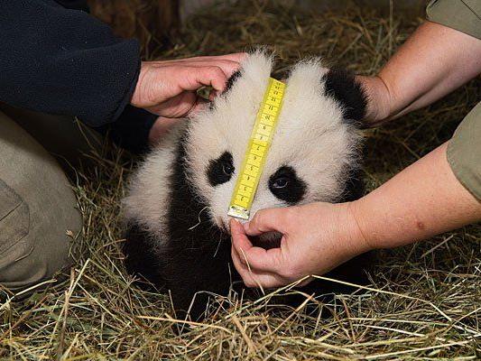Der kleine Panda wird gemessen
