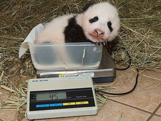 Der niedliche Panda ließ sich friedlich dösend wiegen