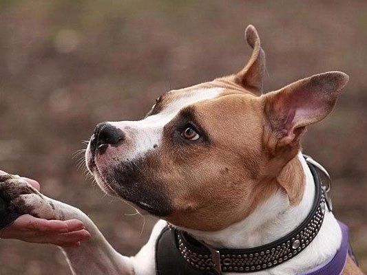 Pascha hat schon viel mitmachen müssen sucht einen guten Platz