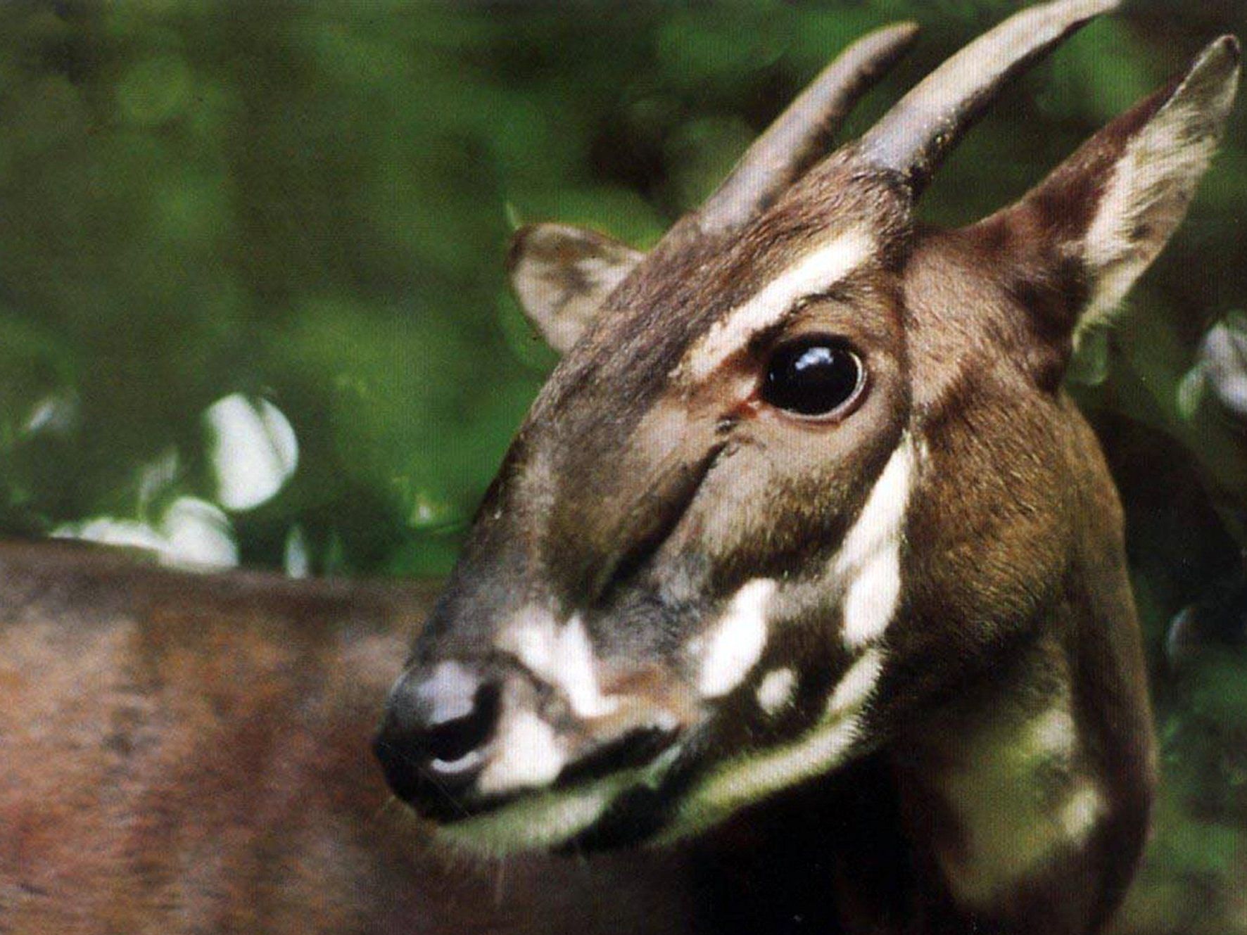 Ein seltenes Saola-Waldrind wurde in Vietnam wiederentdeckt. Ein seltenes Saola-Waldrind wurde in Vietnam wiederentdeckt.