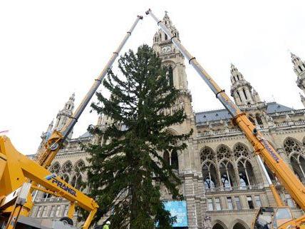 Der Weihnachtsbaum am Rathausplatz wurde aufgestellt.