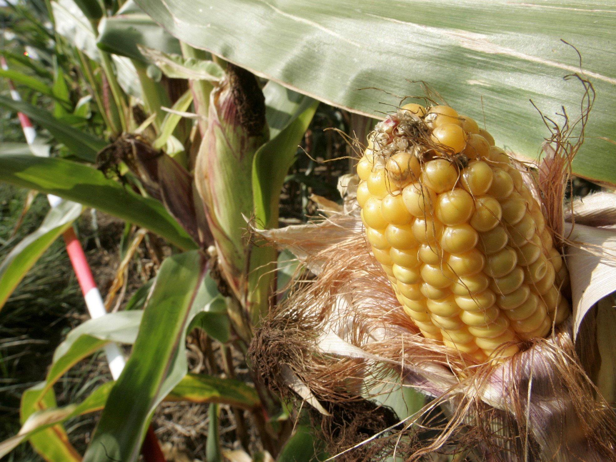 Eine weitere genveränderte Maissorte könnte demnächst auf Europas Äckern wachsen.