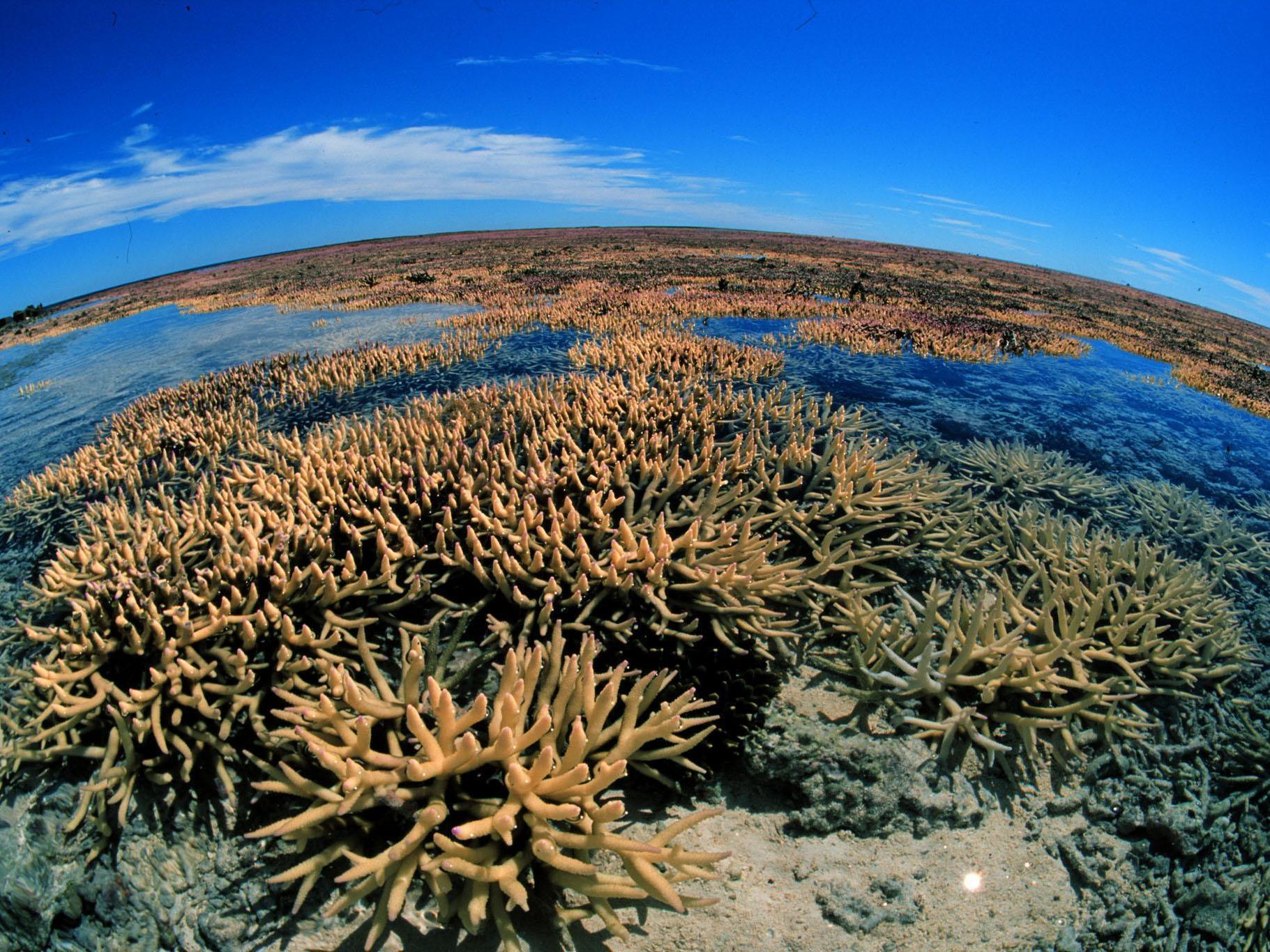 Great-Barrier-Riff: Dornenkronen fressen Korallen und lassen kahle Riffe zurück