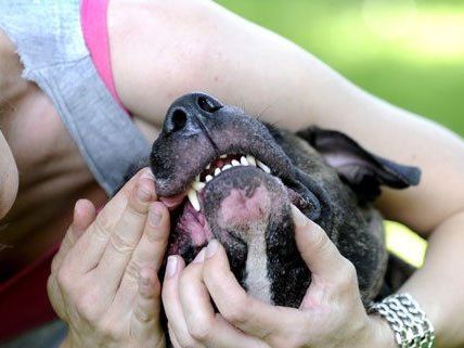 Die Ausbildung ist für viele der Hunde eine zweite Chance. Die Ausbildung ist für viele der Hunde eine zweite Chance.