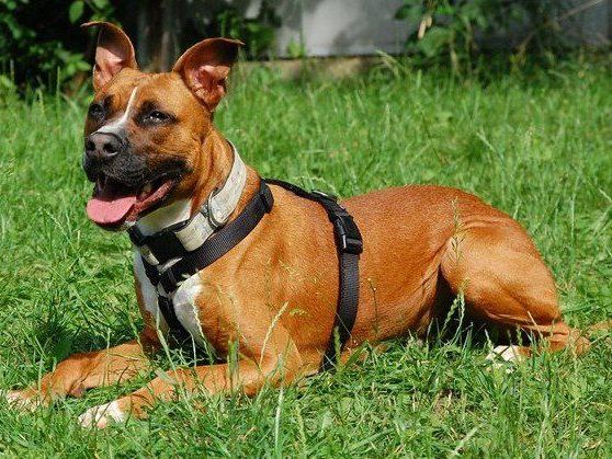 Lennox leidet an hochgradiger HD und sucht Menschen mit Erfahrung. Lennox leidet an hochgradiger HD und sucht Menschen mit Erfahrung.