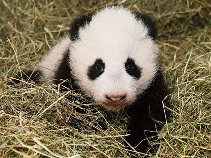Das Pandy-Baby in der Wurfbox. Das Pandy-Baby in der Wurfbox.