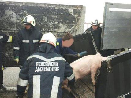 Die Schweine wurden nach dem Unfall verladen.