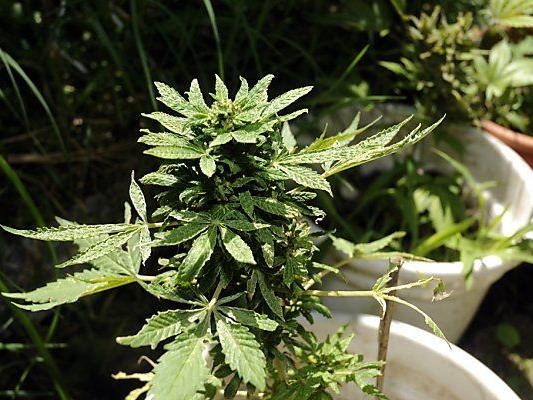 Pro Kopf sind 6 Cannabis-Pflanzen erlaubt