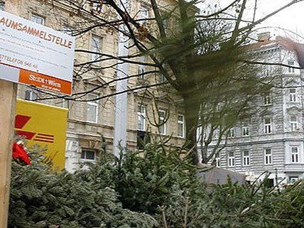 Letzte Ruhestätte für wiener Christbäume: die MA 48-Sammelstellen