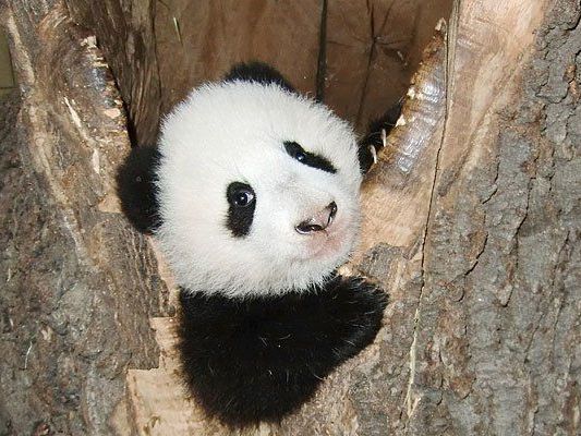 Fu Bao ist neugierig auf seine Umgebung Fu Bao ist neugierig auf seine Umgebung