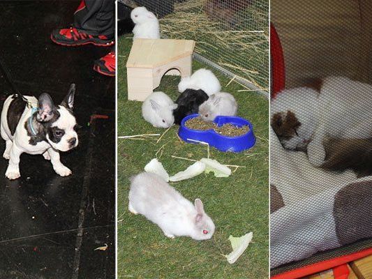 Hunde, Nager und Katzen - das sind nur einige der zahlreichen Tiere, die es auf der Haustiermesse zu bewundern gab Hunde, Nager und Katzen - das sind nur einige der zahlreichen Tiere, die es auf der Haustiermesse zu bewundern gab