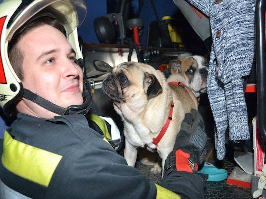 Die Feuerwehr rettete zwei Hunde aus einem Unfallwagen