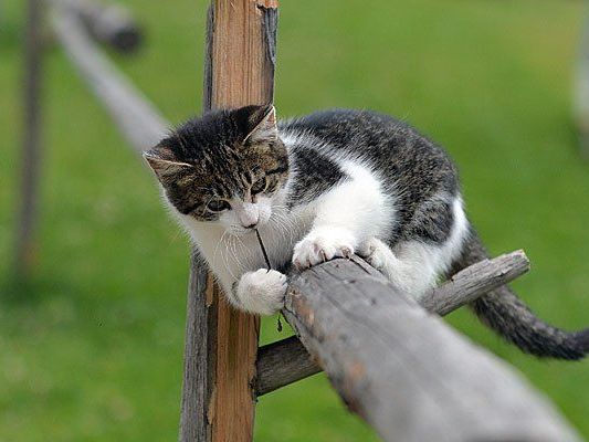 Katzen gehören zu den beliebtesten Haustieren des Menschen. Katzen gehören zu den beliebtesten Haustieren des Menschen.