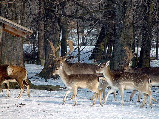 Im Lainzer Tiergarten leben allerlei Wildtiere Im Lainzer Tiergarten leben allerlei Wildtiere