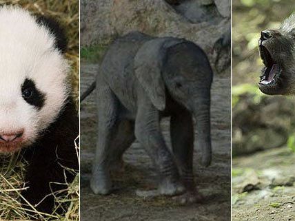 Herzigen Nachwuchs gab es 2013 im Tiergarten Schönbrunn Herzigen Nachwuchs gab es 2013 im Tiergarten Schönbrunn
