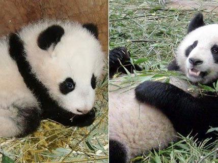 Giant Panda Zoo-Awards: Jeder kann abstimmen