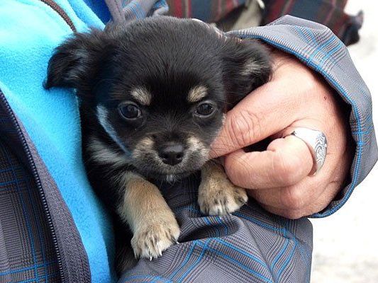 Viele Hunde aus dem Wiener Tierschutzhaus fanden ihr Glück Viele Hunde aus dem Wiener Tierschutzhaus fanden ihr Glück
