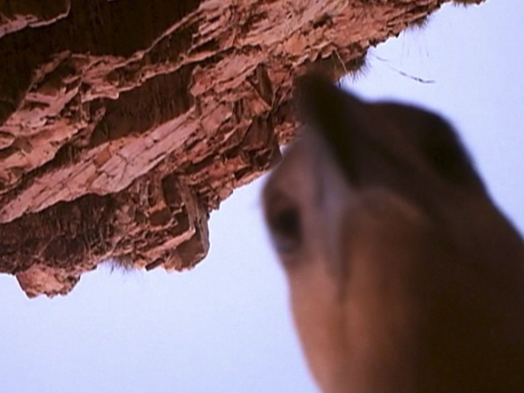 Seeadler filmt Reise mit Kamera. Seeadler filmt Reise mit Kamera.