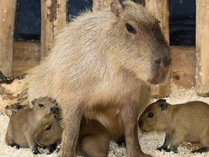 Das Wasserschwein-Trio im Wiener Tiergarten. Das Wasserschwein-Trio im Wiener Tiergarten.