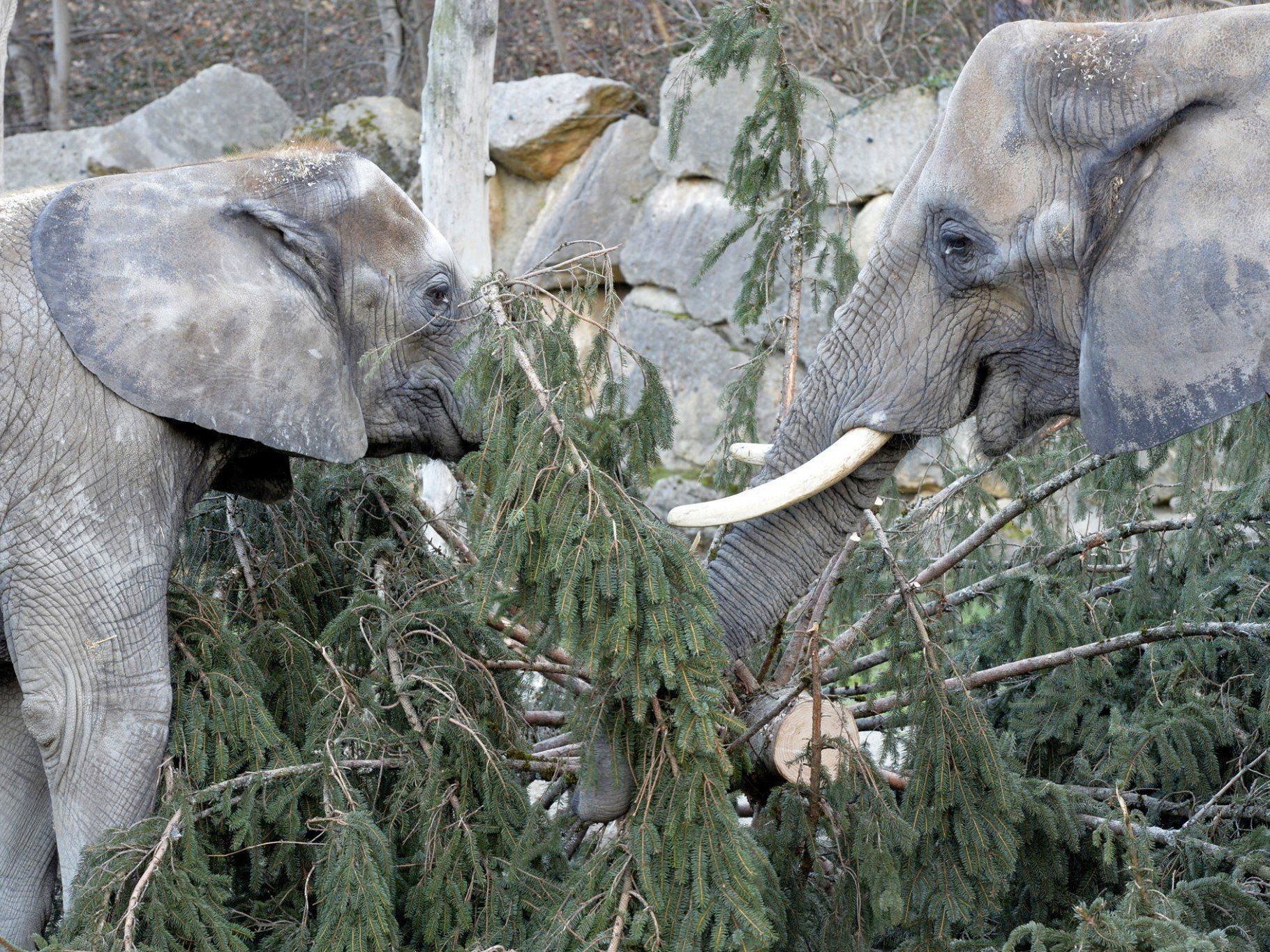 Nadeliges Frühstück: Schönbrunner Christbaum an Elefanten verfüttert Nadeliges Frühstück: Schönbrunner Christbaum an Elefanten verfüttert