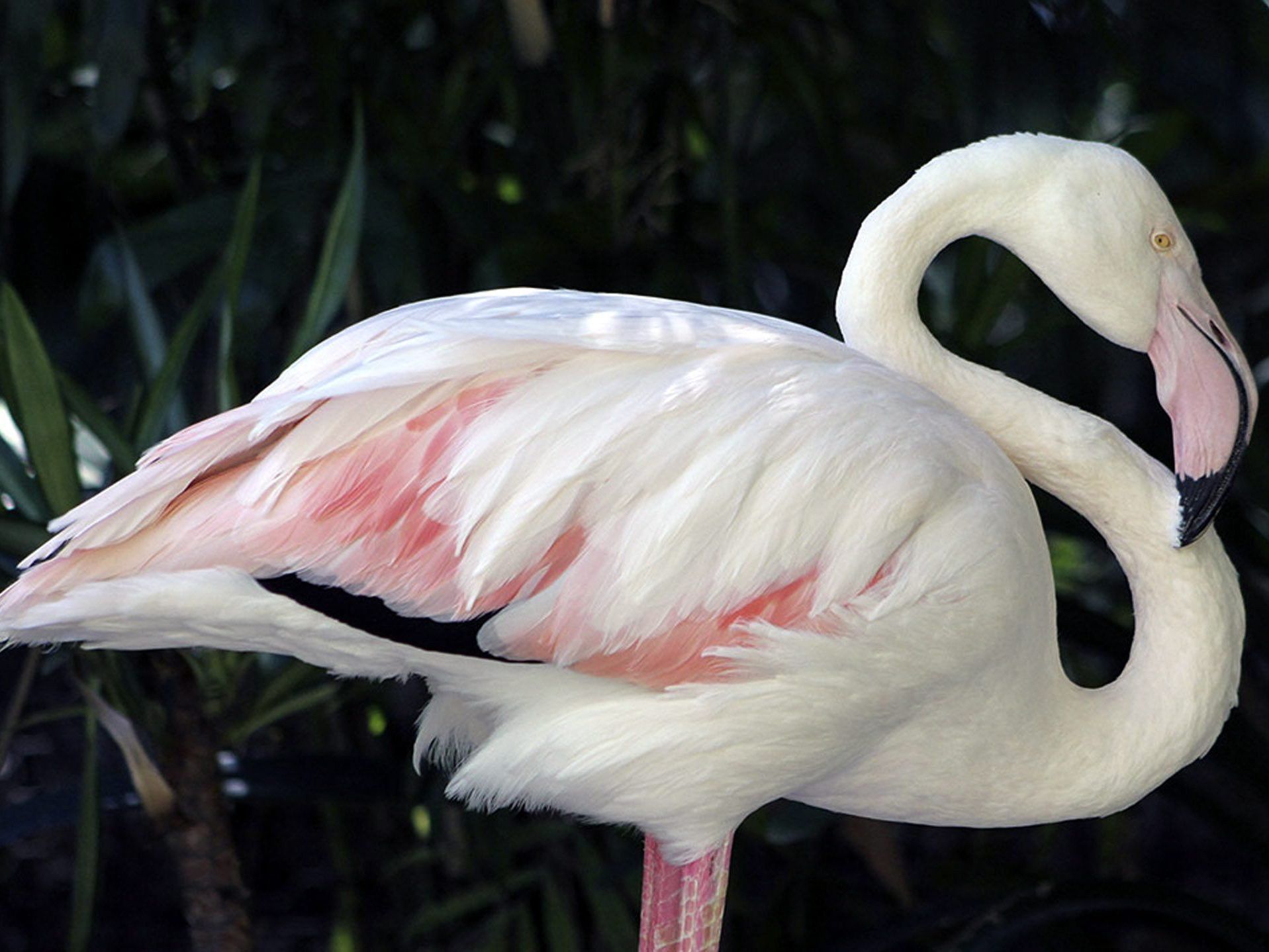 Der weltälteste Flamingo ist im Alter von 83-Jahren gestorben. Der weltälteste Flamingo ist im Alter von 83-Jahren gestorben.
