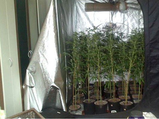 Die gefundene Cannabis-Plantagr Die gefundene Cannabis-Plantagr