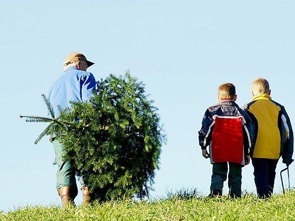 Nach den Feiertagen kann der Christbaum einem anderen Zweck zugeführt werden Nach den Feiertagen kann der Christbaum einem anderen Zweck zugeführt werden