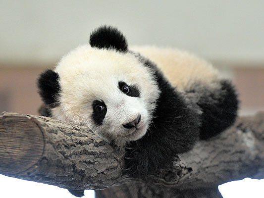 Ein besonderer Besuchermagnet: Panda-Bub Fu Bao