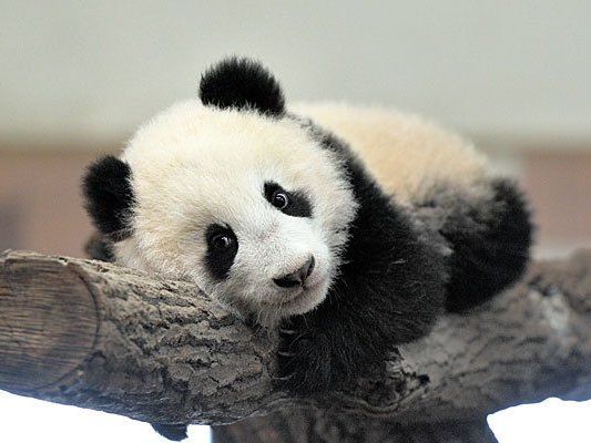 Ein besonderer Besuchermagnet: Panda-Bub Fu Bao Ein besonderer Besuchermagnet: Panda-Bub Fu Bao