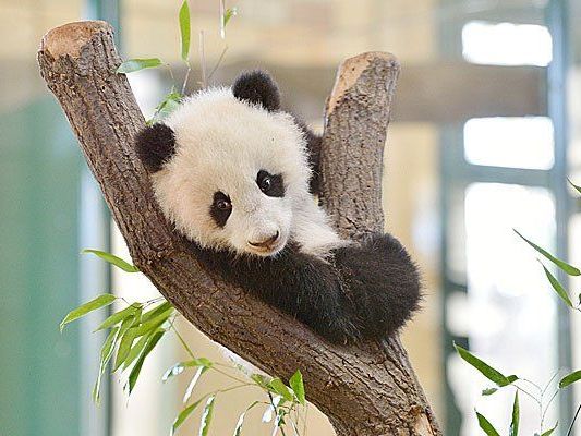 Der freche Fu Bao klettert gerne Der freche Fu Bao klettert gerne