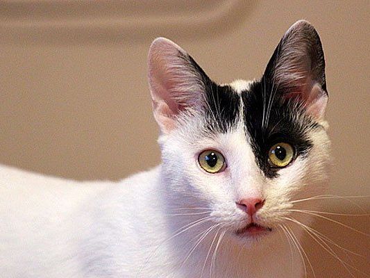 Kater im Piraten-Look: Howard sucht seinen Lebensplatz Kater im Piraten-Look: Howard sucht seinen Lebensplatz