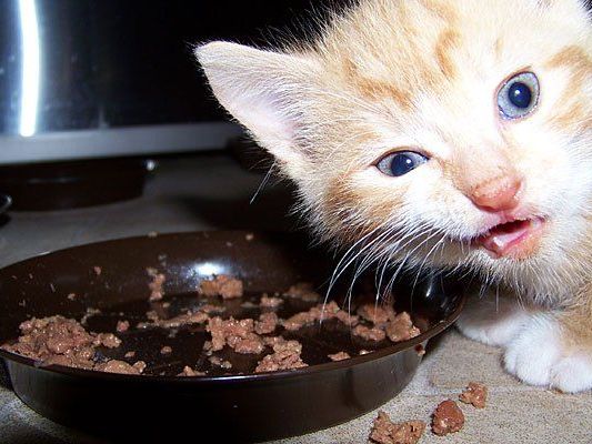 Hund oder Katze wie gewohnt zu versorgen, kann nach Schicksalsschlägen zum Problem werden