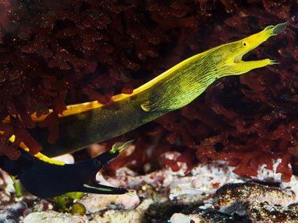 Die weiblichen Nasenmuränen sind gelb, die Männchen schwarz oder blau. In Schönbrunn gelang nun die weltweit erste Nachzucht. Die weiblichen Nasenmuränen sind gelb, die Männchen schwarz oder blau. In Schönbrunn gelang nun die weltweit erste Nachzucht.