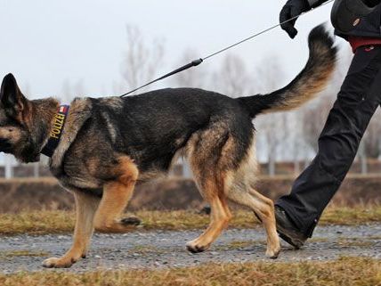 Nach Johann Ö. war im Bezirk Gmünd bereits im Rahmen einer großen Suchaktion gesucht worden Nach Johann Ö. war im Bezirk Gmünd bereits im Rahmen einer großen Suchaktion gesucht worden