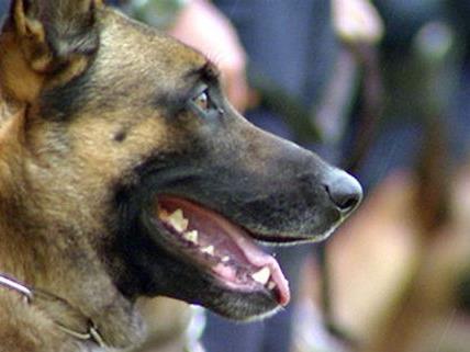 Mit Hilfe von Polizeihunden spürte man die Einbrecher rasch auf
