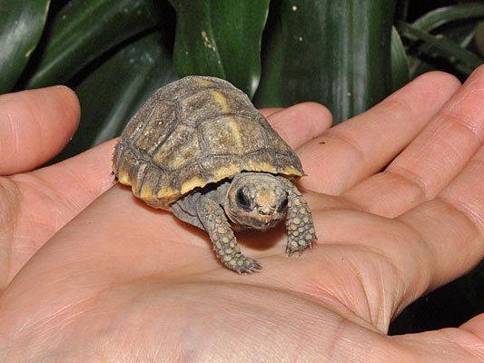 Eines der Waldschildkrötenbabys Eines der Waldschildkrötenbabys