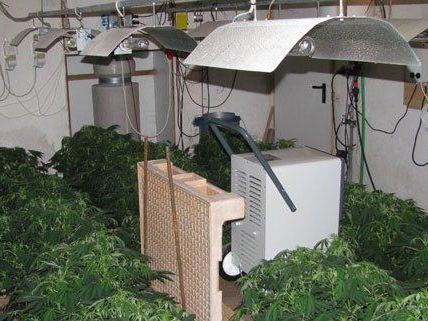 Diese Plantage wurde von der Polizei entdeckt. Diese Plantage wurde von der Polizei entdeckt.