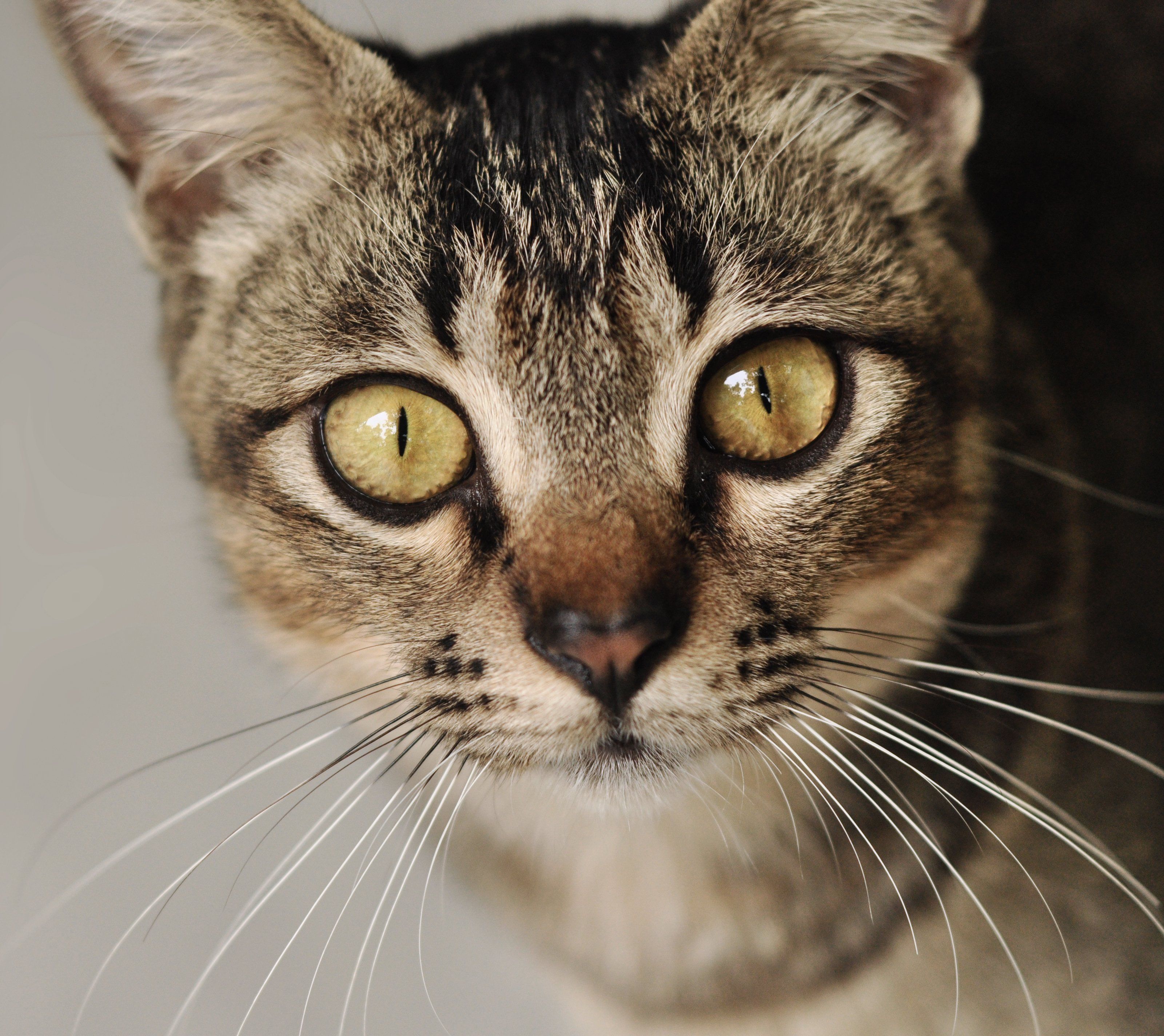 Wer kann bei diesem Blick schon nein sagen... Wer kann bei diesem Blick schon nein sagen...