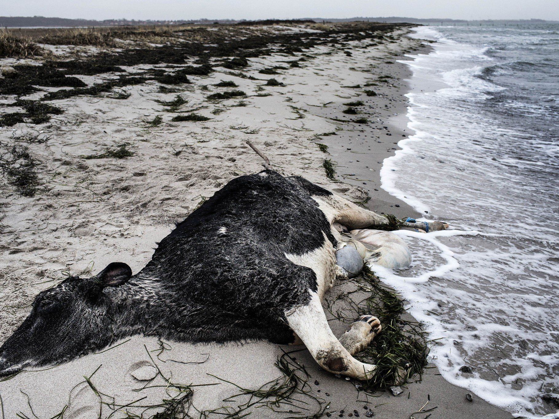 Seit Ende Dezember bereits acht Kühe mit zusammengebundenen Beinen an Stränden aufgetaucht. Seit Ende Dezember bereits acht Kühe mit zusammengebundenen Beinen an Stränden aufgetaucht.