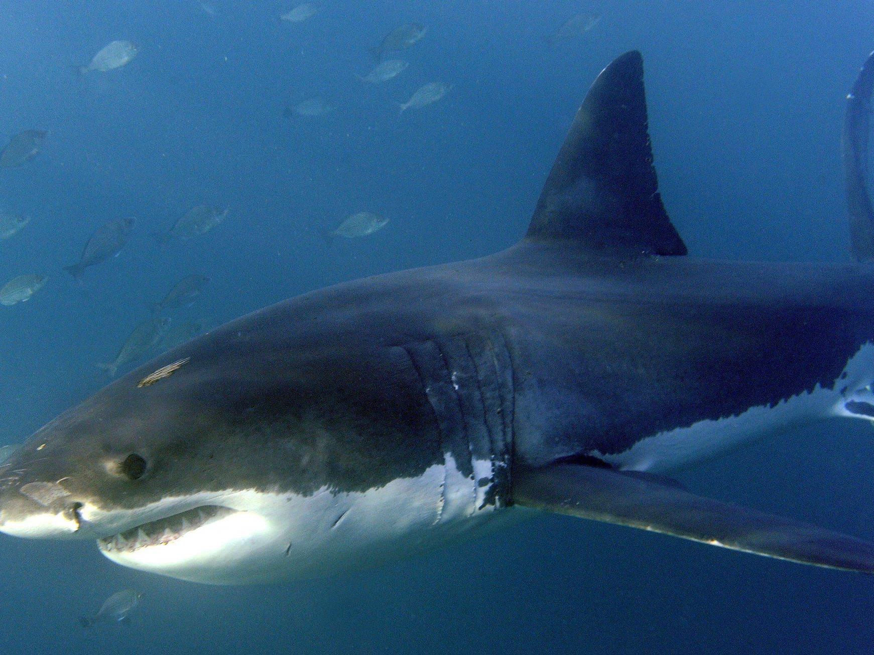 Der Weiße Hai: einer der gefährlichsten Räuber der Meere - dennoch ist ihr Bestand weltweit gefährdet.