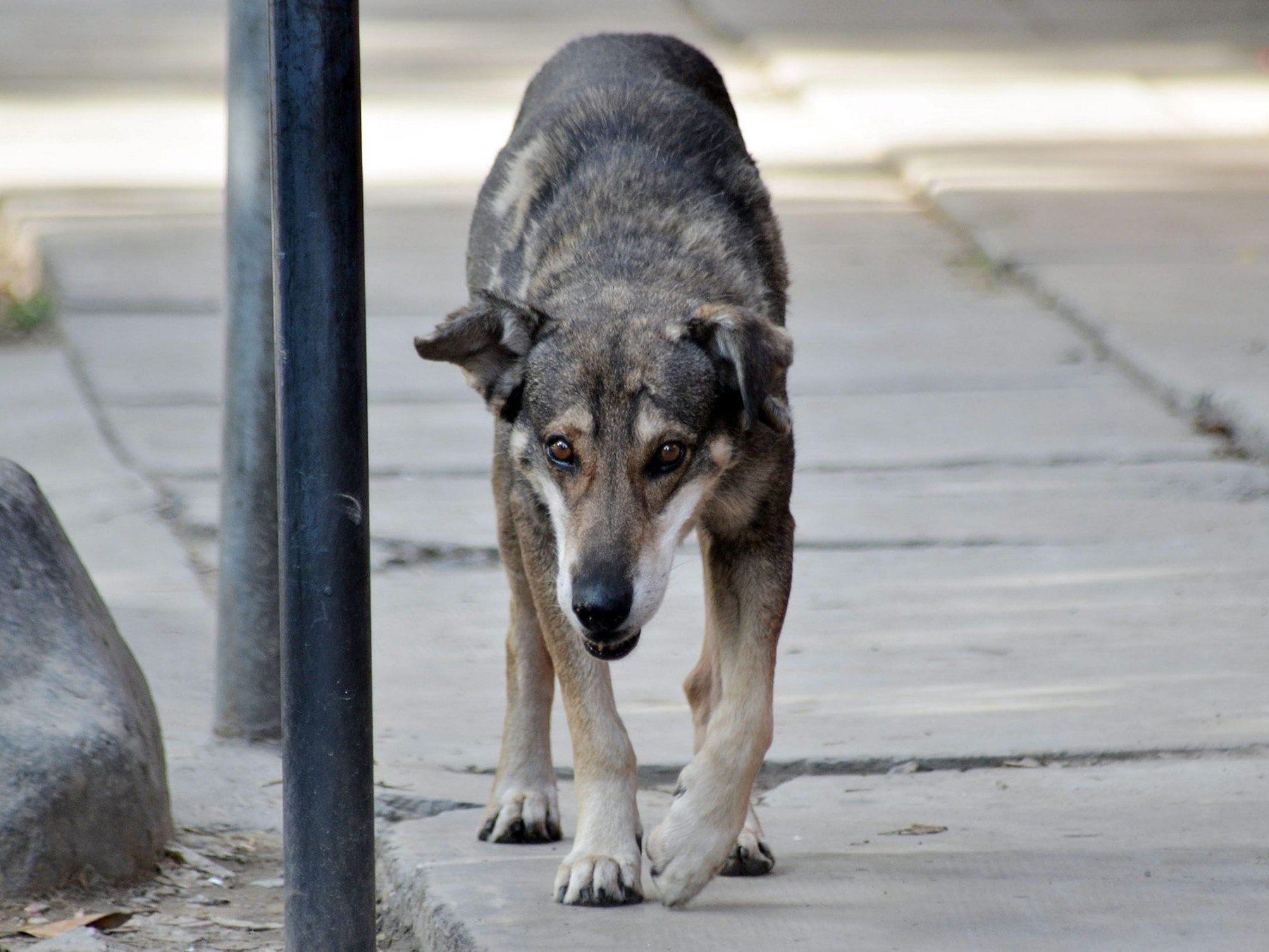 Seit fünf Jahren wartet der Vierbeiner auf sein Herrchen an einer Straßenecke in Bolivien Seit fünf Jahren wartet der Vierbeiner auf sein Herrchen an einer Straßenecke in Bolivien