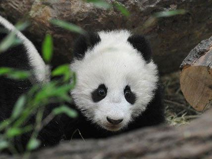 Fu Bao hat einen ersten Ausflug gewagt. Fu Bao hat einen ersten Ausflug gewagt.