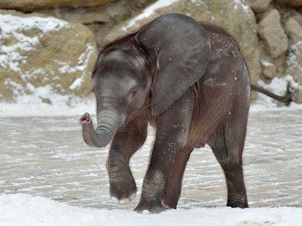 Iqhwa spielt im Schnee. Iqhwa spielt im Schnee.