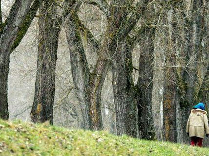 Der Winter macht auch weiterhin Pause in Ostösterreich. Der Winter macht auch weiterhin Pause in Ostösterreich.