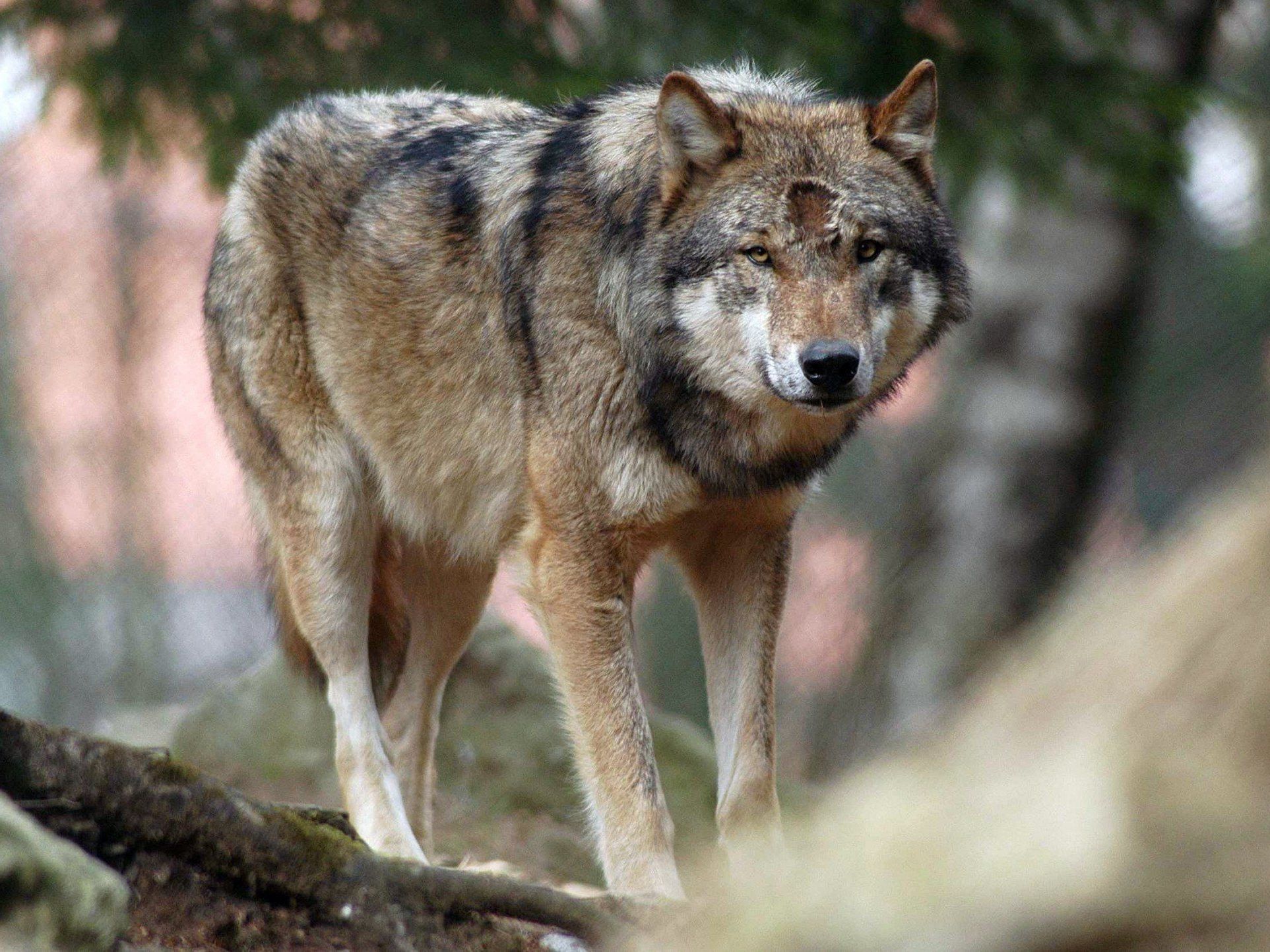 Tierschützer bitten um Hinweise auf unbekannten Schützen Tierschützer bitten um Hinweise auf unbekannten Schützen