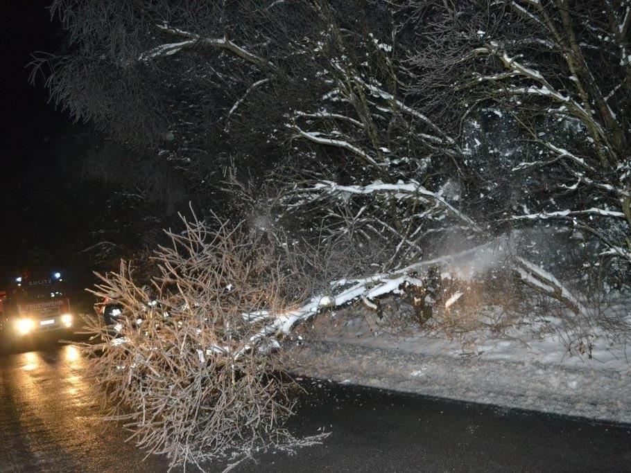 Winterwetter - Umgestürzte Bäume sorgten für Sperre der A2 in NÖ