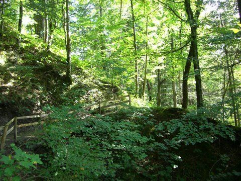 Wald in Hittisau Wald in Hittisau