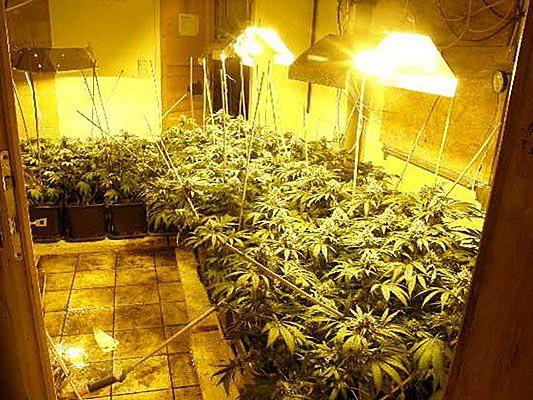Die gefundene Cannabisplantage