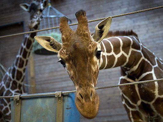Giraffe Marius musste sterben und wurde den Löwen zum Fraß vorgeworfen Giraffe Marius musste sterben und wurde den Löwen zum Fraß vorgeworfen